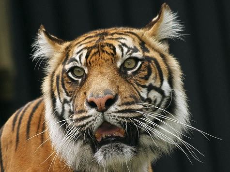 Житель Хабаровского края пытался продать шкуру убитой тигрицы