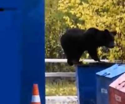 Косолапый беспредельщик: на Ямале медвежонок перевернул мусорный бак. Видео - новости экологии на ECOportal