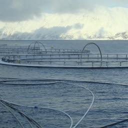 Норвежские лососеводы собрались судиться с властями