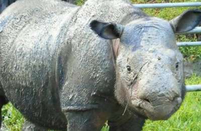 В Малайзии решили возродить вымерший вид носорога - новости экологии на ECOportal