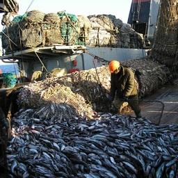 Рыбопромышленникам рассказали о действиях при реорганизации