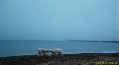 В нацпарке "Русская Арктика" фотоловушка засняла ссору двух белых медведей из-за добычи. Видео - новости экологии на ECOportal