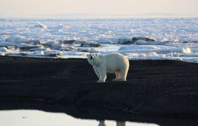 Ученые начали полеты для учета белых медведей и морских млекопитающих в Арктике - новости экологии на ECOportal