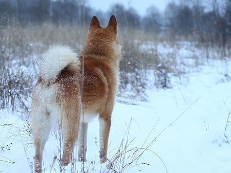 В Якутии впервые провели жеребьёвку разрешений на охоту в режиме онлайн