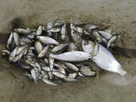 Ученые оценивают рыбные запасы дельты Волги