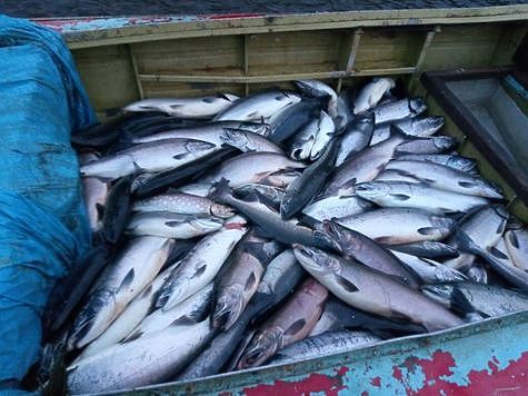 В ходе лососевой путины в Камчатском крае заведено 75 уголовных дел