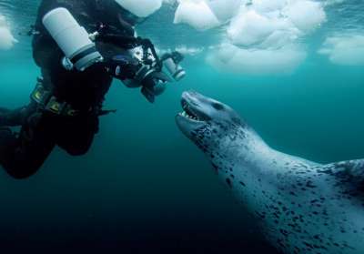 Тюленья дружба: первая встреча человека с морским леопардом - новости экологии на ECOportal
