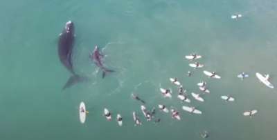 Мама-кит с китёнком искупались рядом с серферами. Видео - новости экологии на ECOportal