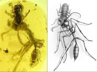 Доисторический адский муравей, застрявший в янтаре, мучает свою жертву уже 99 миллионов лет - новости экологии на ECOportal