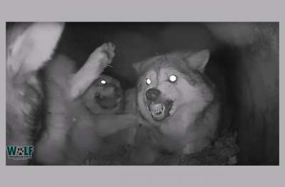 В кадр попал процесс воспитания щенков волчицей. Видео - новости экологии на ECOportal