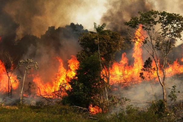В Бразилии усилились лесные пожары, экологи бьют тревогу