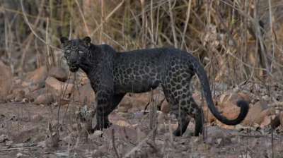 В Индии удалось сфотографировать необычного черного леопарда - новости экологии на ECOportal