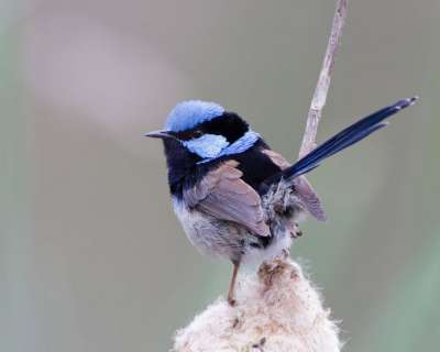 Птичий пароль: как прекрасные расписные малюры распознают подкидышей - новости экологии на ECOportal