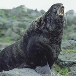 Морских котиков хотят гуманно отгонять от акваферм Шотландии