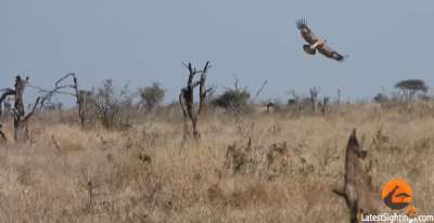 Орел и шакалы устроили погоню за антилопой. Видео - новости экологии на ECOportal