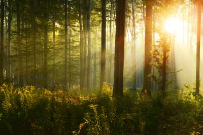 Стоимость мировых лесных ресурсов может сократиться на 30% - новости экологии на ECOportal