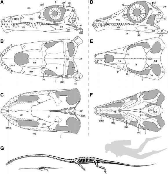 Древняя рептилия с невероятно длинной шеей оказалась морским хищником - новости экологии на ECOportal