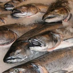 Хабаровчанам обещают дешевого лосося