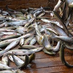 Хабаровская ассоциация ждет эффекта от решений по традиционному рыболовству